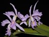 Cattleya maxima 